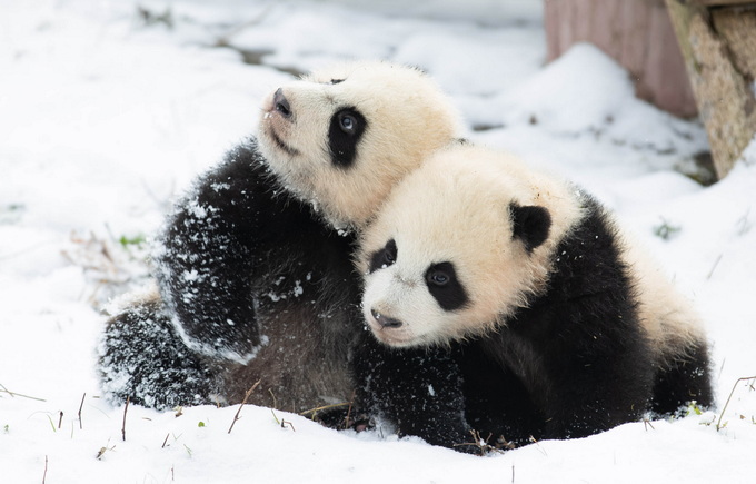 首页>国内>正文> 资料图 两只大熊猫幼崽在中国大熊猫保护研究中心