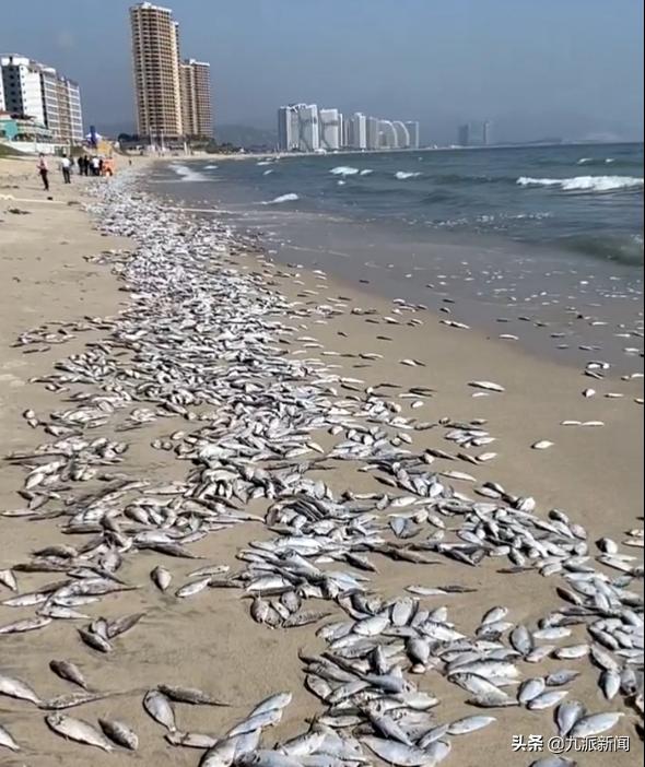 触目惊心!广东一景区海滩出现大面积死鱼