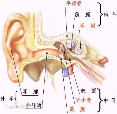 极易被误诊的眩晕病耳石症