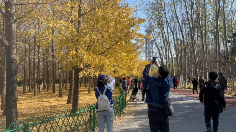 北京各大公园秋日彩叶惹人醉 市民游园忙赏秋