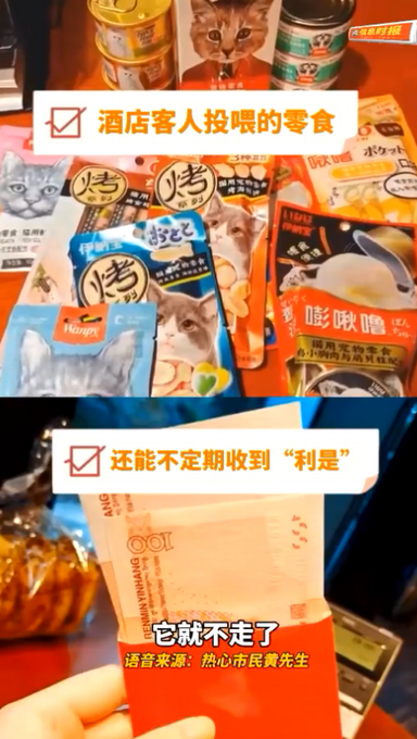 广州一流浪猫被五星级酒店收留：每天吃米其林星级员工餐插图1
