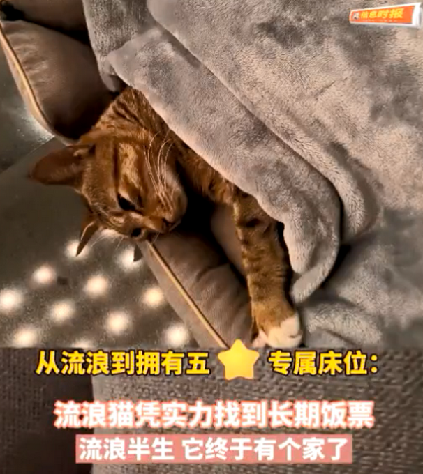 广州一流浪猫被五星级酒店收留：每天吃米其林星级员工餐插图