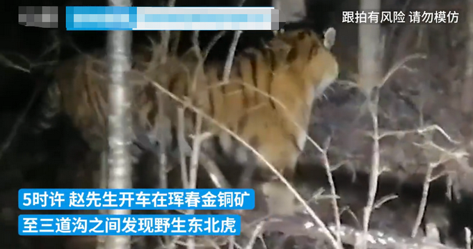 吉林一市民开车遇东北虎并跟拍，“不害怕，像动物园看老虎一样”插图