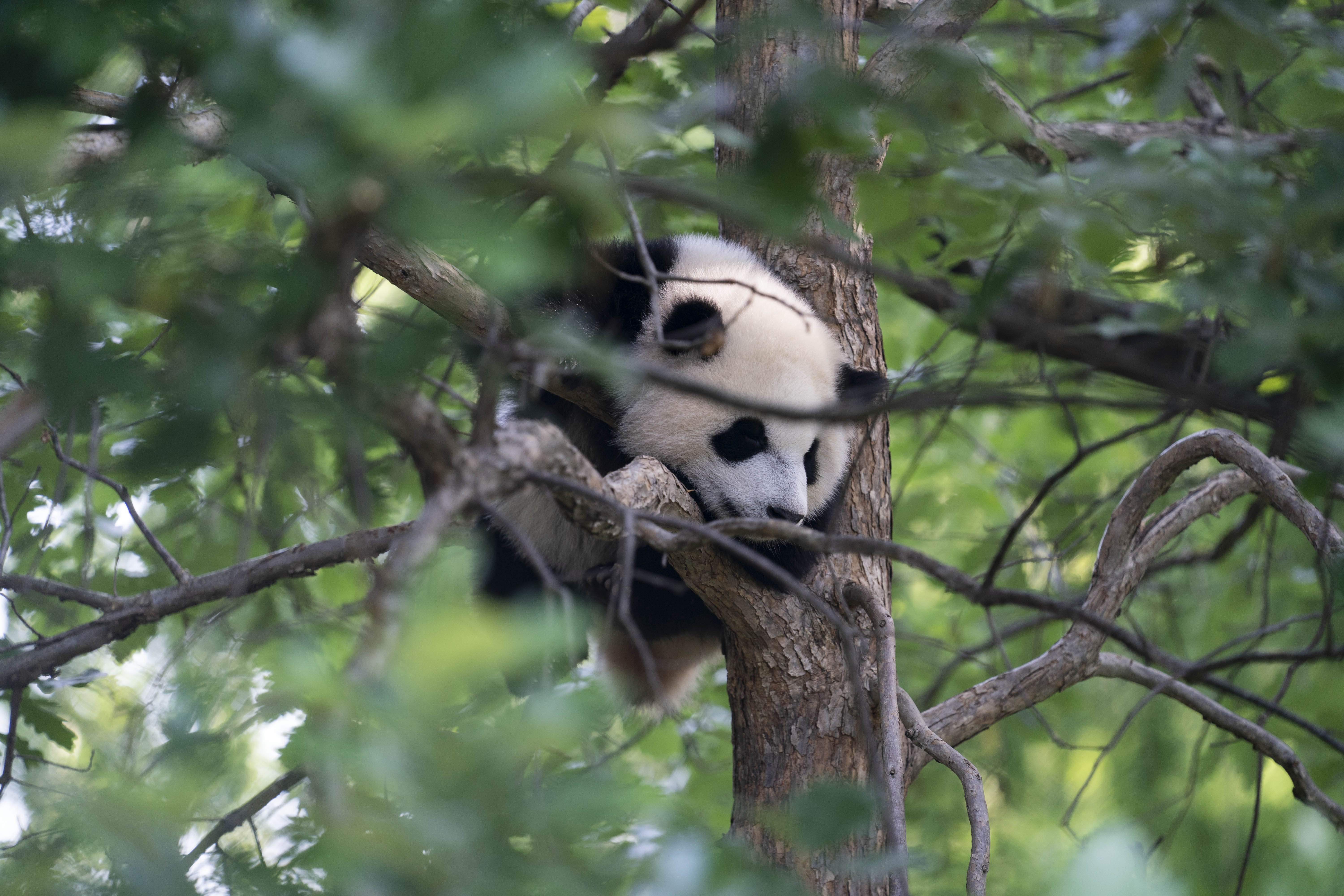 大熊猫“香香”回家！日中网民共情 中国：欢迎日本民众来看“香香”