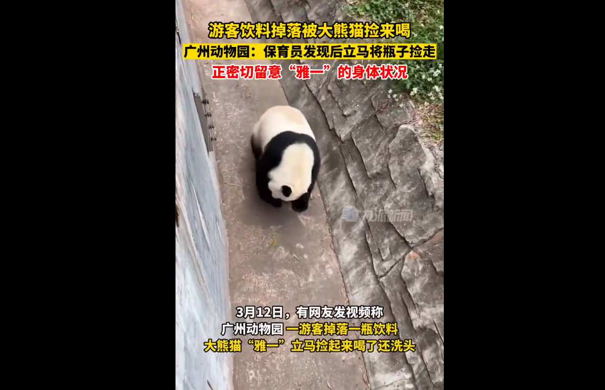 游客饮料不慎掉落被大熊猫捡来喝，还洗头！广州动物园回应：正密切留意