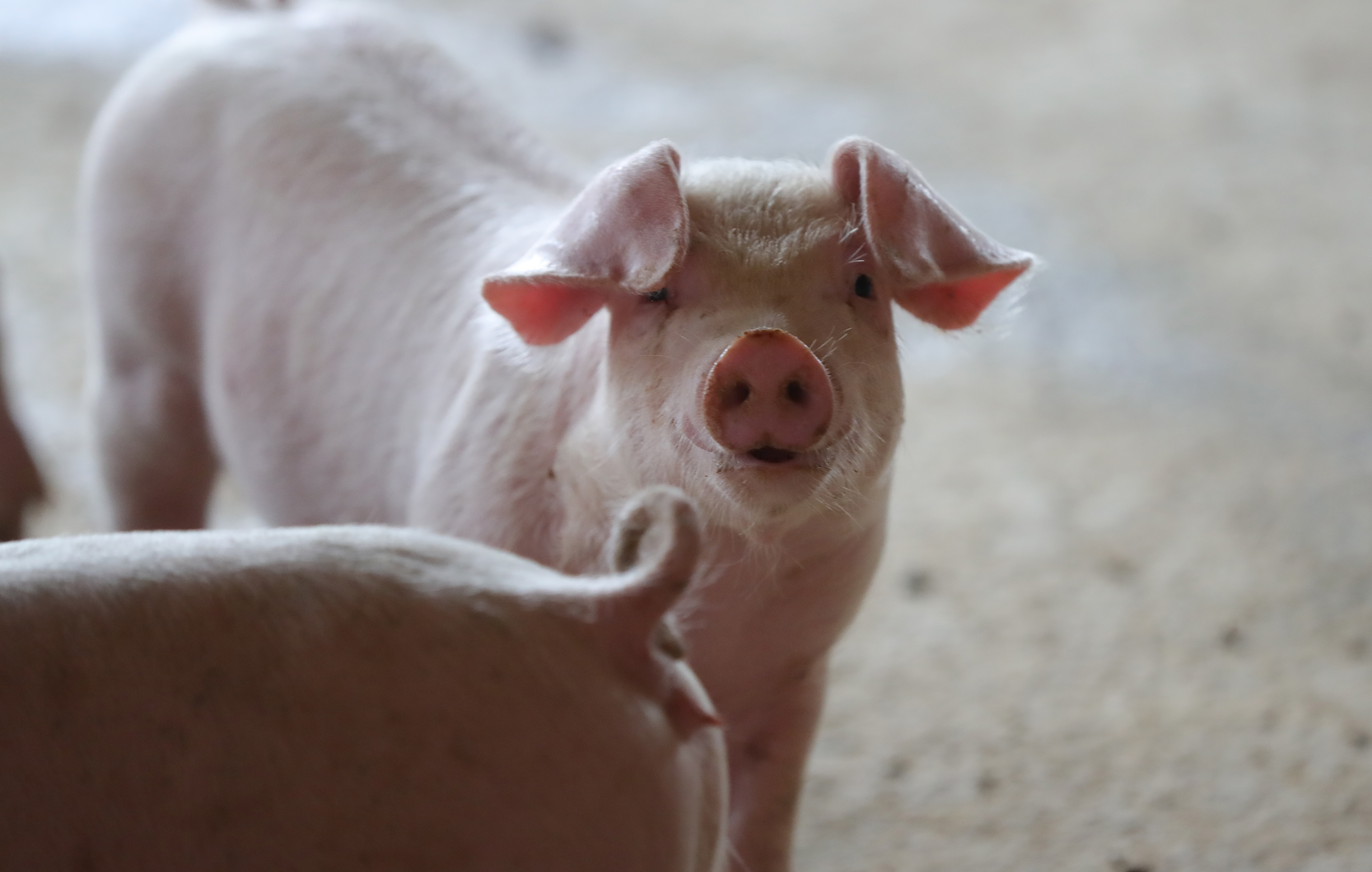 国家统计局：8月猪肉价格同比下降17.9%