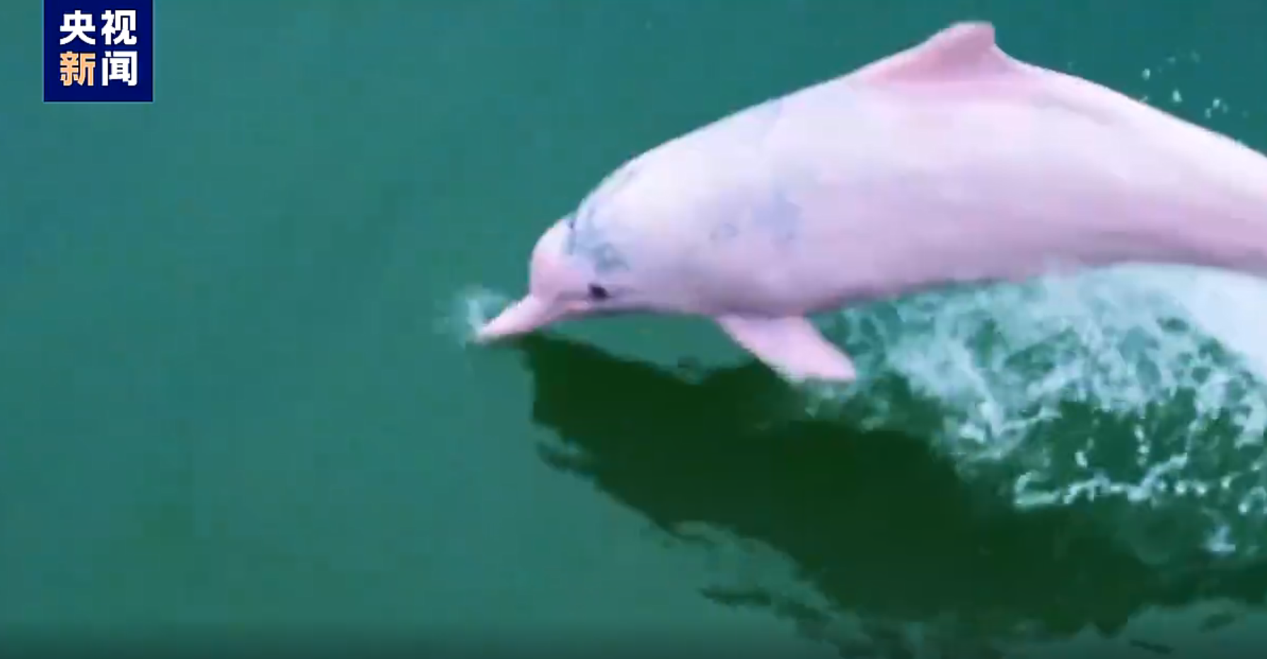 第三届中华白海豚保护宣传日——我们一起守护你|珠海长隆海洋王国官方网站|珠海长隆度假区