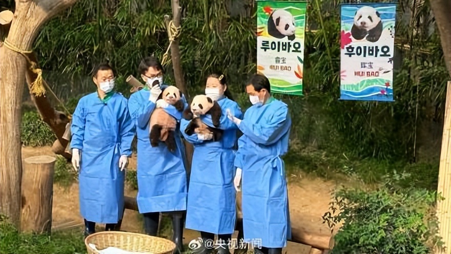 有名字啦！大熊猫“福宝”妹妹们叫“睿宝”、“辉宝”